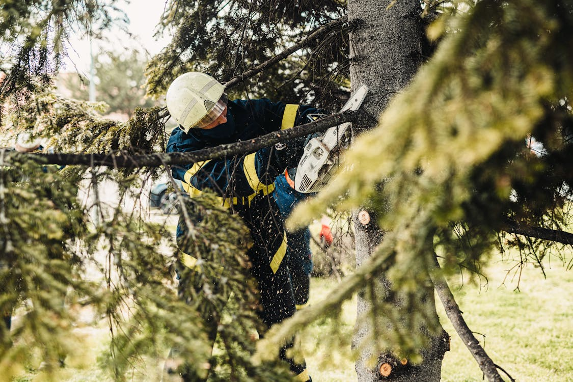 Arborist performing tree trimming for storm damage prevention near residential property